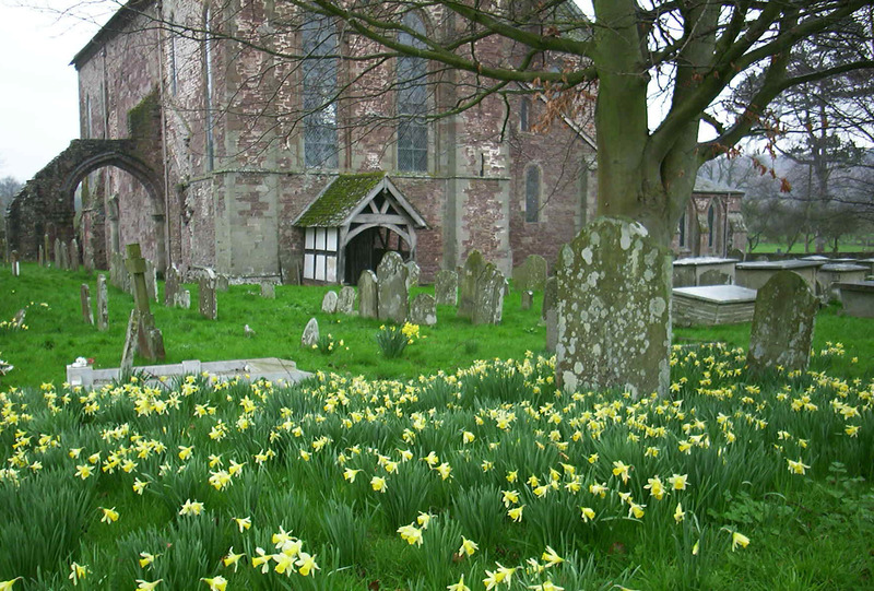 gal/Abbey Exterior/daffodils_in_graveyard.jpg